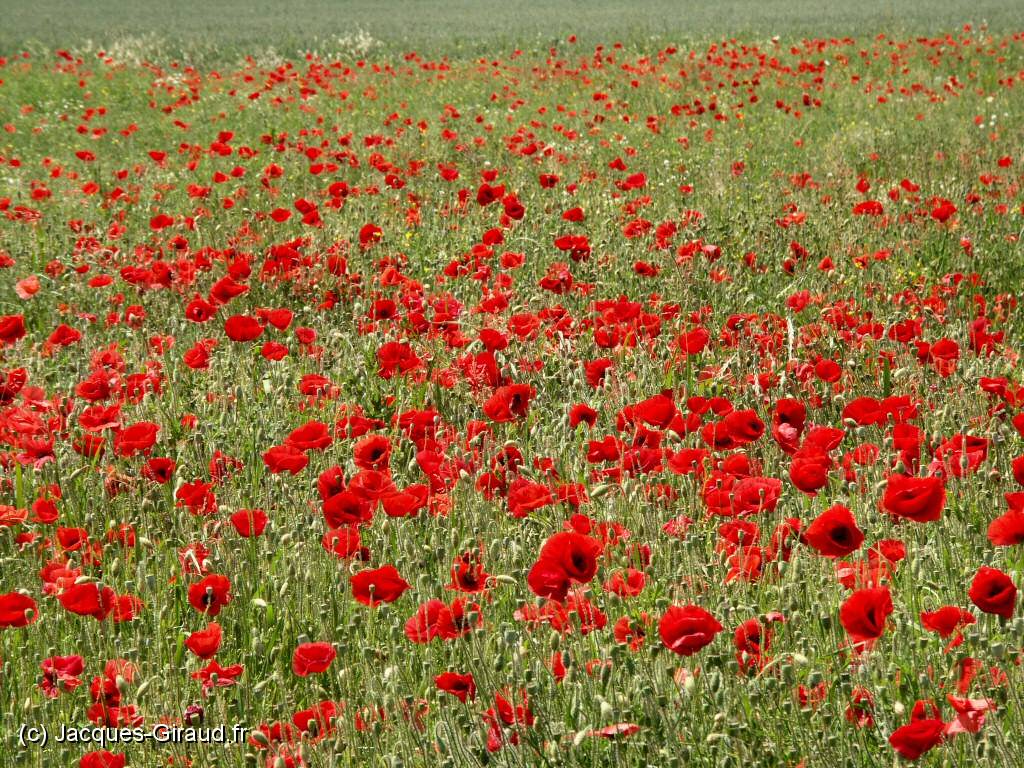 2005-06-04 13-41-49 Mai (x1024).JPG